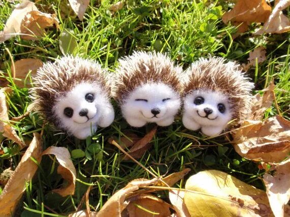 Позитивный ежик картинки Baby hedgehogs little felted collectible miniature sleeping Etsy Baby hedgehog, 