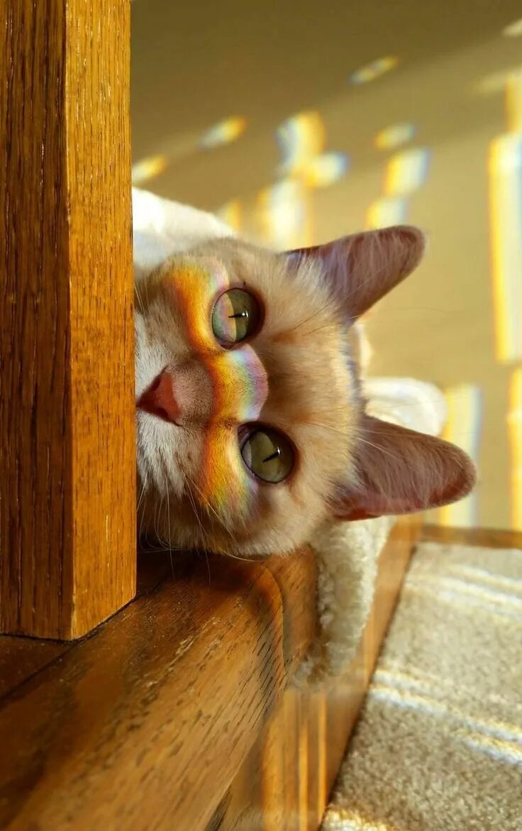 Позитивный котенок картинка Rainbow Kitty (Sissi The Red Cat) Cute cats and dogs, Gorgeous cats, Cat aesthet