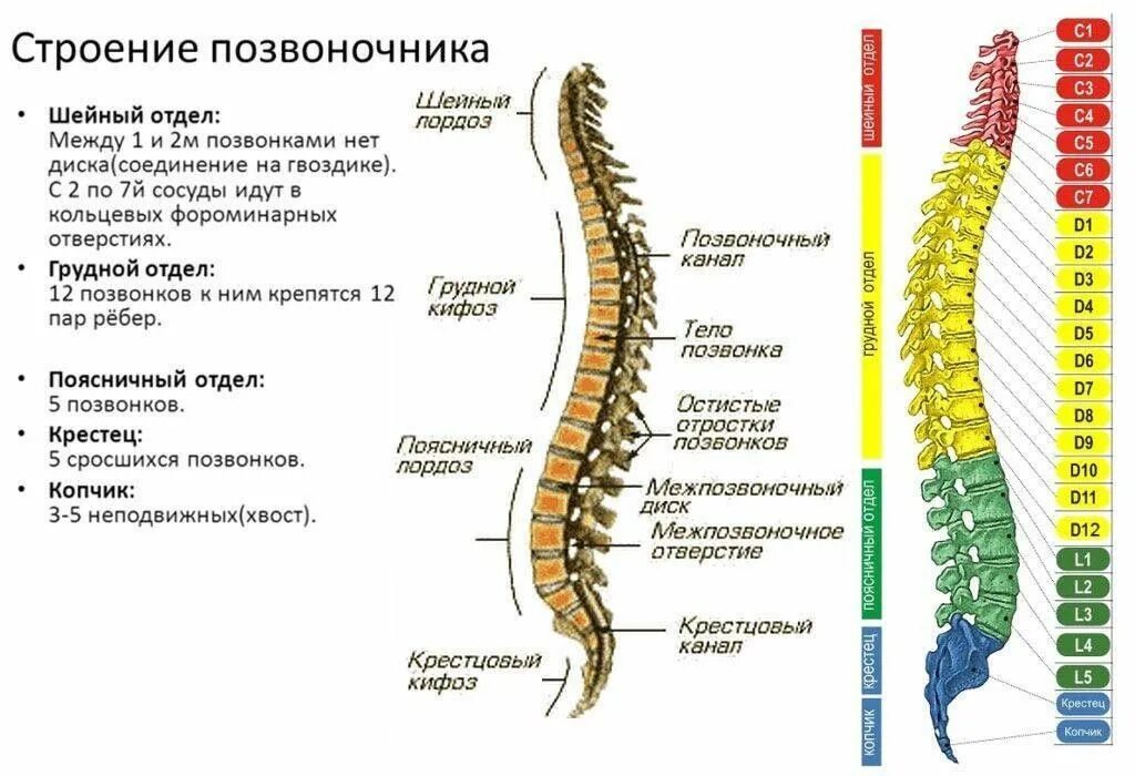 Позвонки человека по номерам фото и названия Строение позвоночника in 2023 Mri, Chakra healing, Map