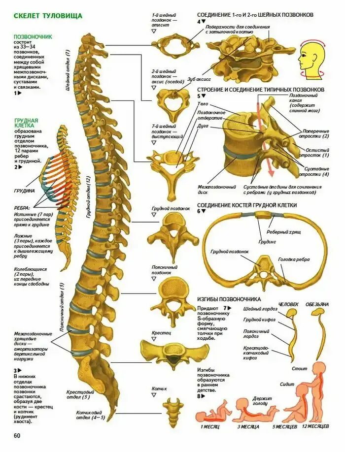 Позвонки человека по номерам фото и названия Иллюстрация анатомия человека. позвоночник в стиле инфографика (техническая иллю