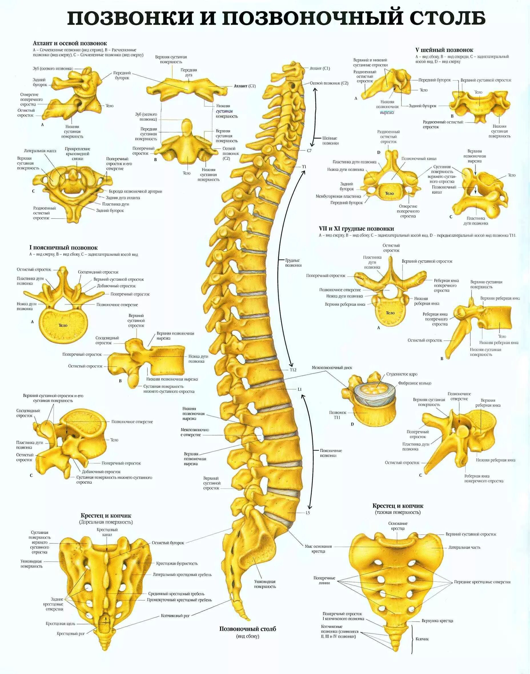 Позвонки человека по номерам фото и названия Pin by Lagodich Galina on Биология Medical anatomy, Human body anatomy, Joints a