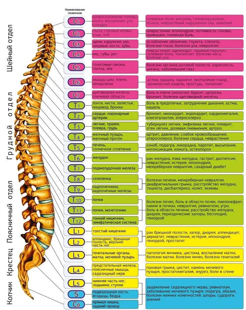 Позвонки человека по номерам фото и названия 16 ОКТЯБРЯ - ВСЕМИРНЫЙ ДЕНЬ ПОЗВОНОЧНИКА Наглядное пособие о связи позвоночника 