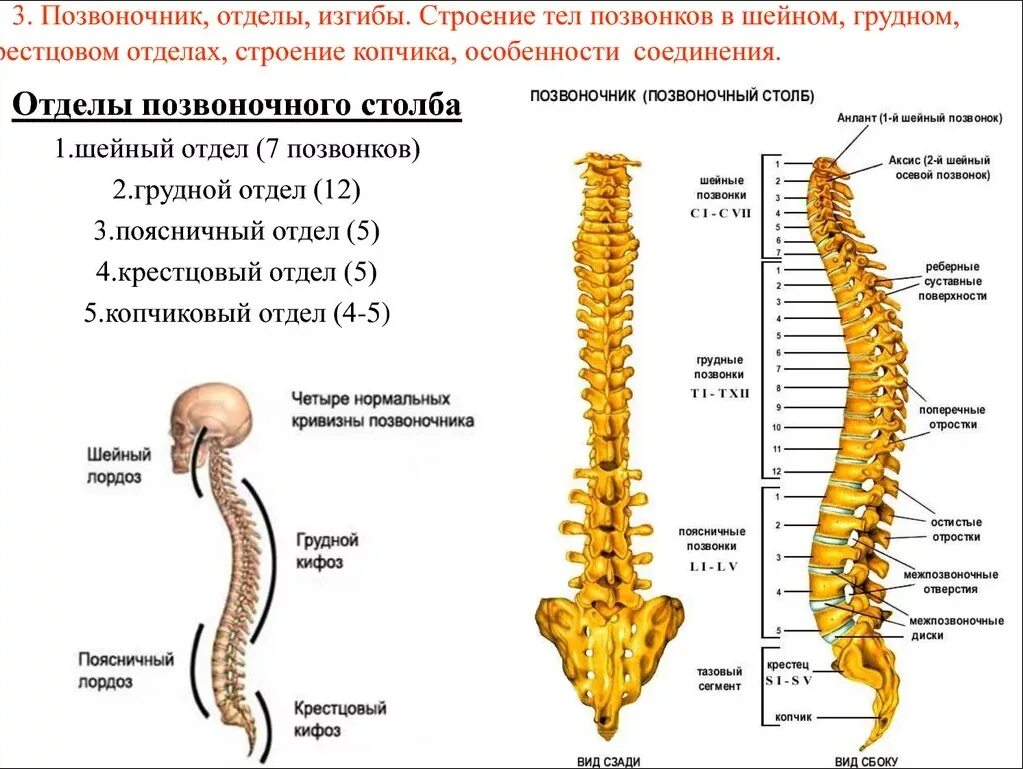 Позвонки грудного отдела позвоночника фото Какой отдел позвоночника человека