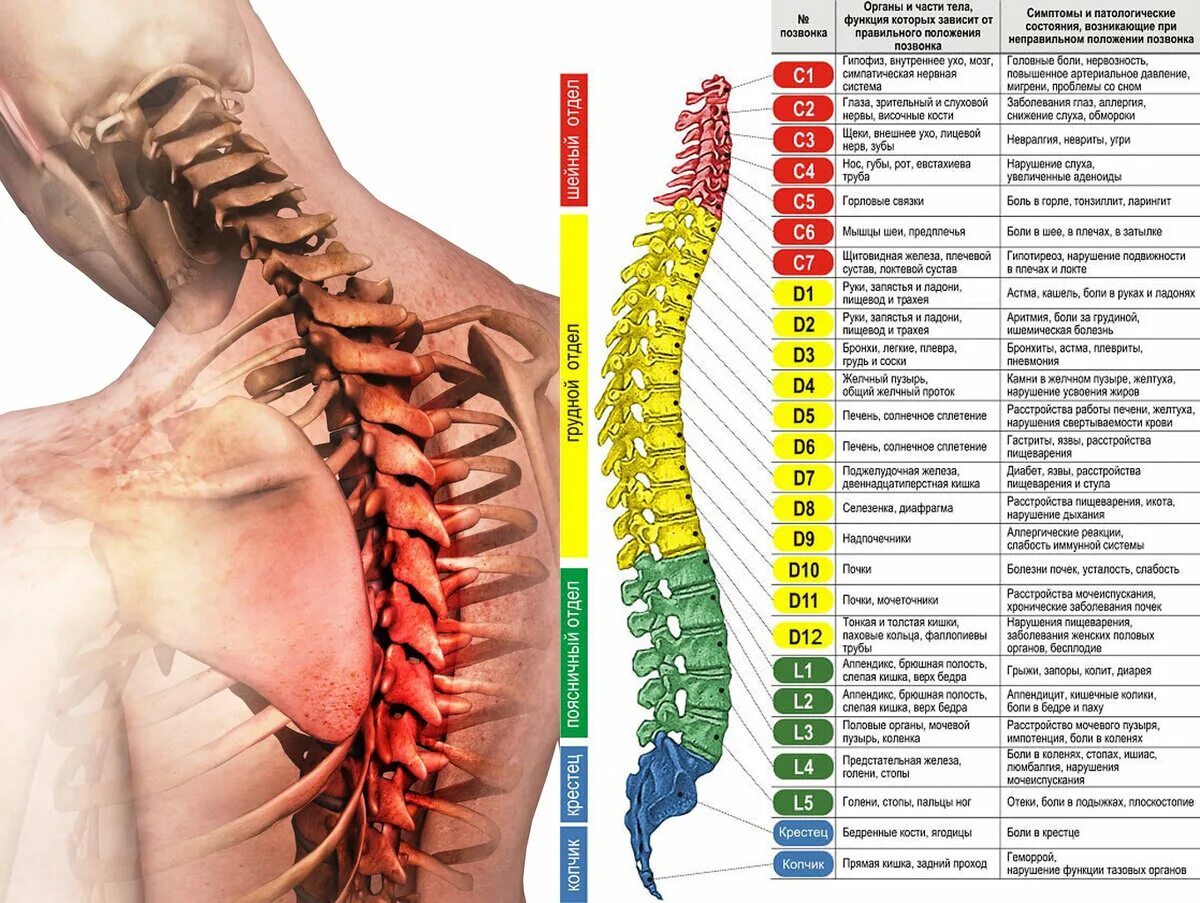 Позвонки грудного отдела с номерами фото Укрепление грудного отдела позвоночника. Гимнастика для здоровья грудного отдела