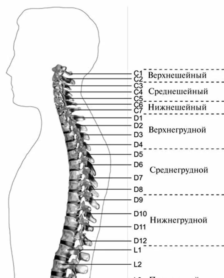 Позвонки грудного отдела с номерами фото Симптомы и методы лечения грыжи шейно грудного отдела