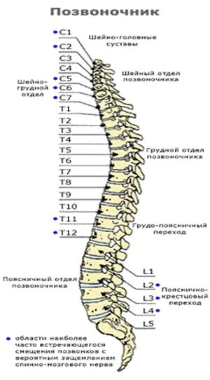 Где находится 6 позвонок шейного и грудного отдела у человека?