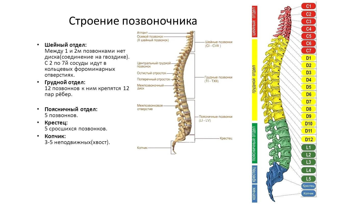 Позвонки грудного отдела с номерами фото Сколько шейных позвонков в позвоночнике