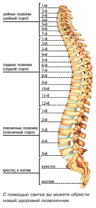 Позвонки грудного отдела с номерами фото Тайны рака и старения разгаданы - Летфуллин Ирек Салихович