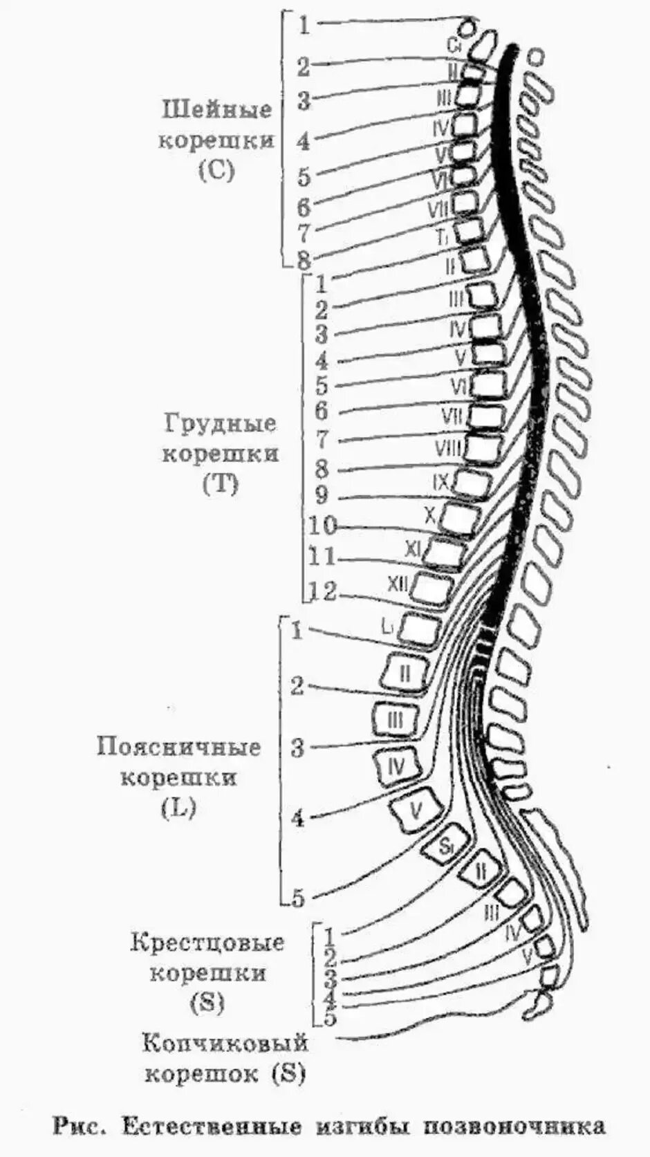 Позвонки грудного отдела с номерами фото Номера позвонков схема