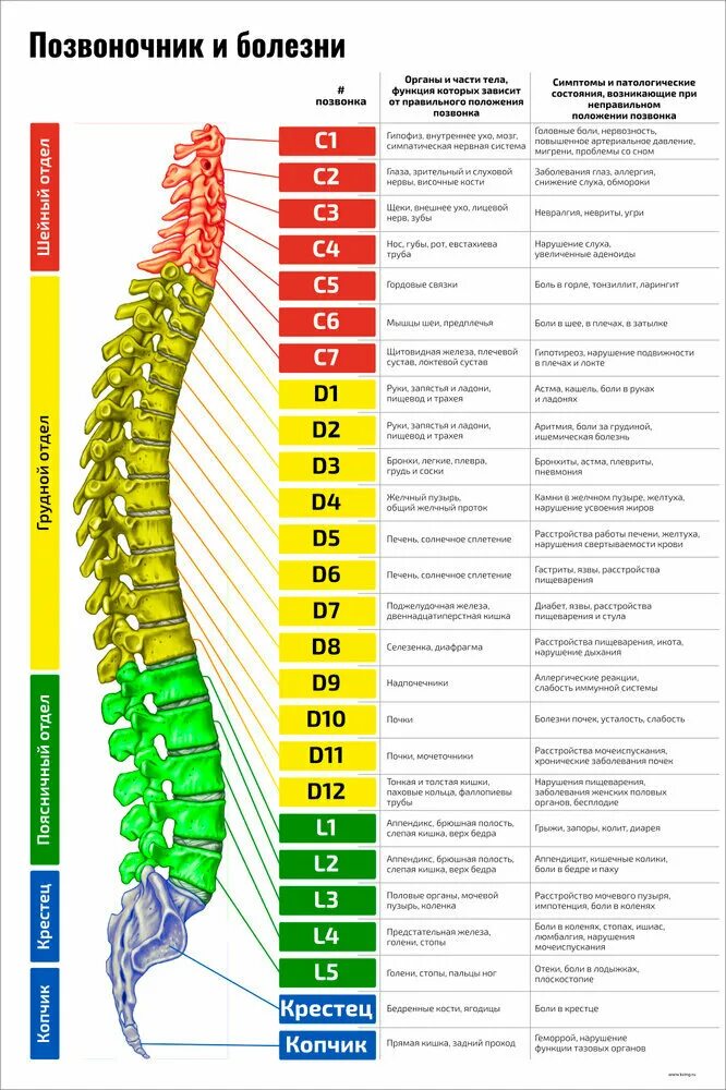 Позвонки по номерам на фото Плакат Квинг Позвоночник и болезни ламинированный 457 × 610 мм ≈ (А2) - купить в