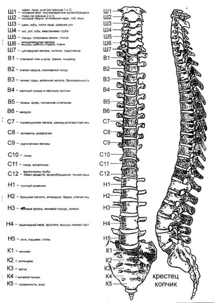 Позвонки по номерам на фото Позвоночник - Фотография 3 из 5 ВКонтакте