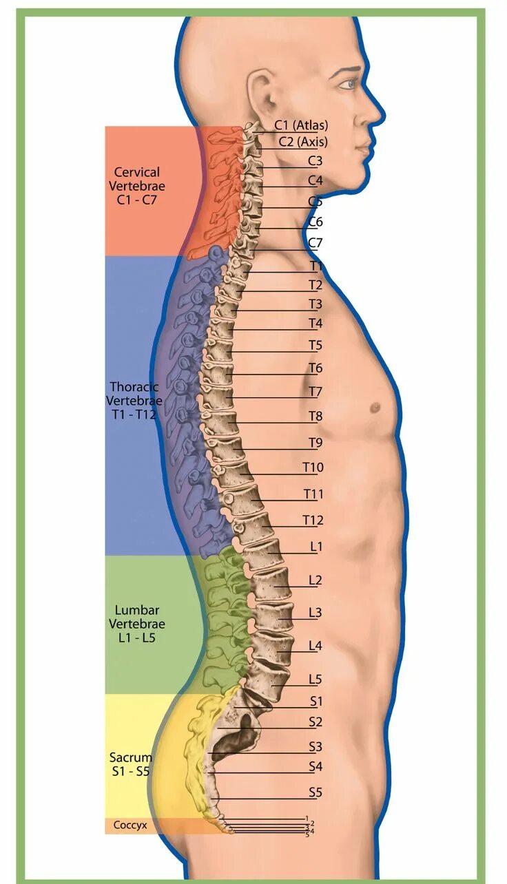 Позвонки по номерам на фото Strengthen Your Vertebroplasty and Kyphoplasty Coding Skills Medical coding, Med