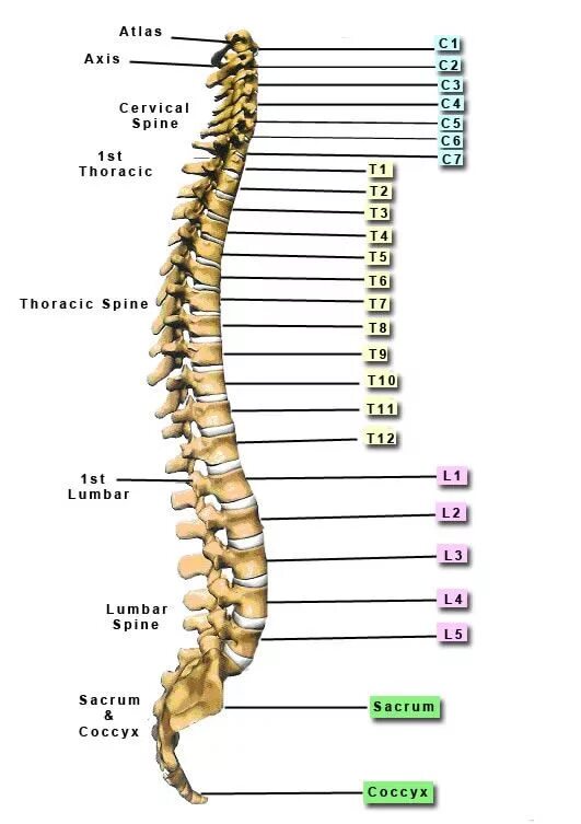 Позвонки по номерам на фото JPAcceleration.com: Lower Back Pain Pt. 1 Thoracic, Back pain, Cervical