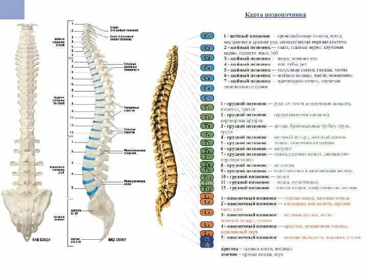 Позвонки по номерам на фото Картинки позвоночника с обозначением