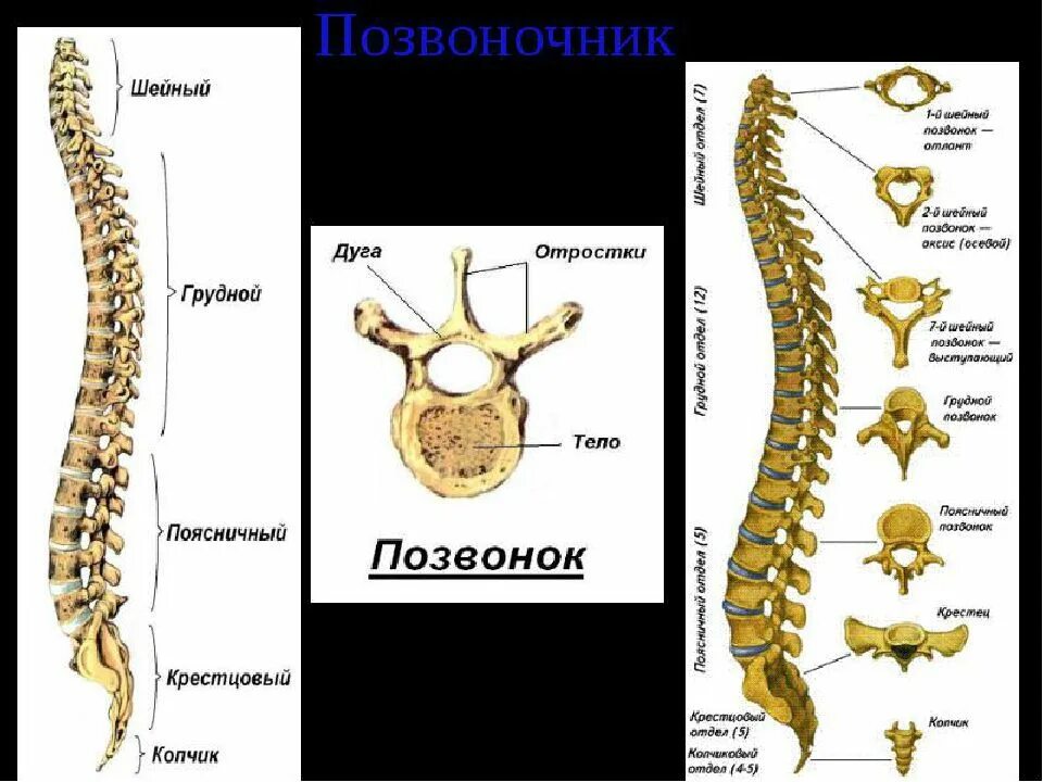 Позвонки поясничного отдела фото Название позвонков позвоночника человека