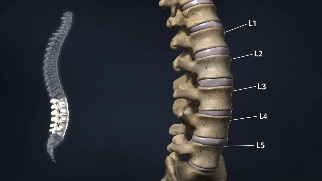 Позвонки поясничного отдела фото Анатомия Позвоночника