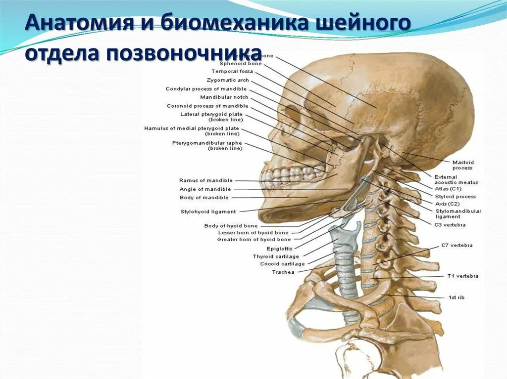 Позвонки шейного отдела фото В шейном отделе позвоночника всегда 5 позвонков