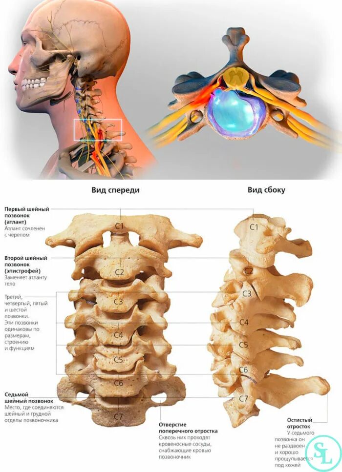Позвонки шейного отдела фото Позвоночник человека - анатомия, позвонки, изгибы и отделы