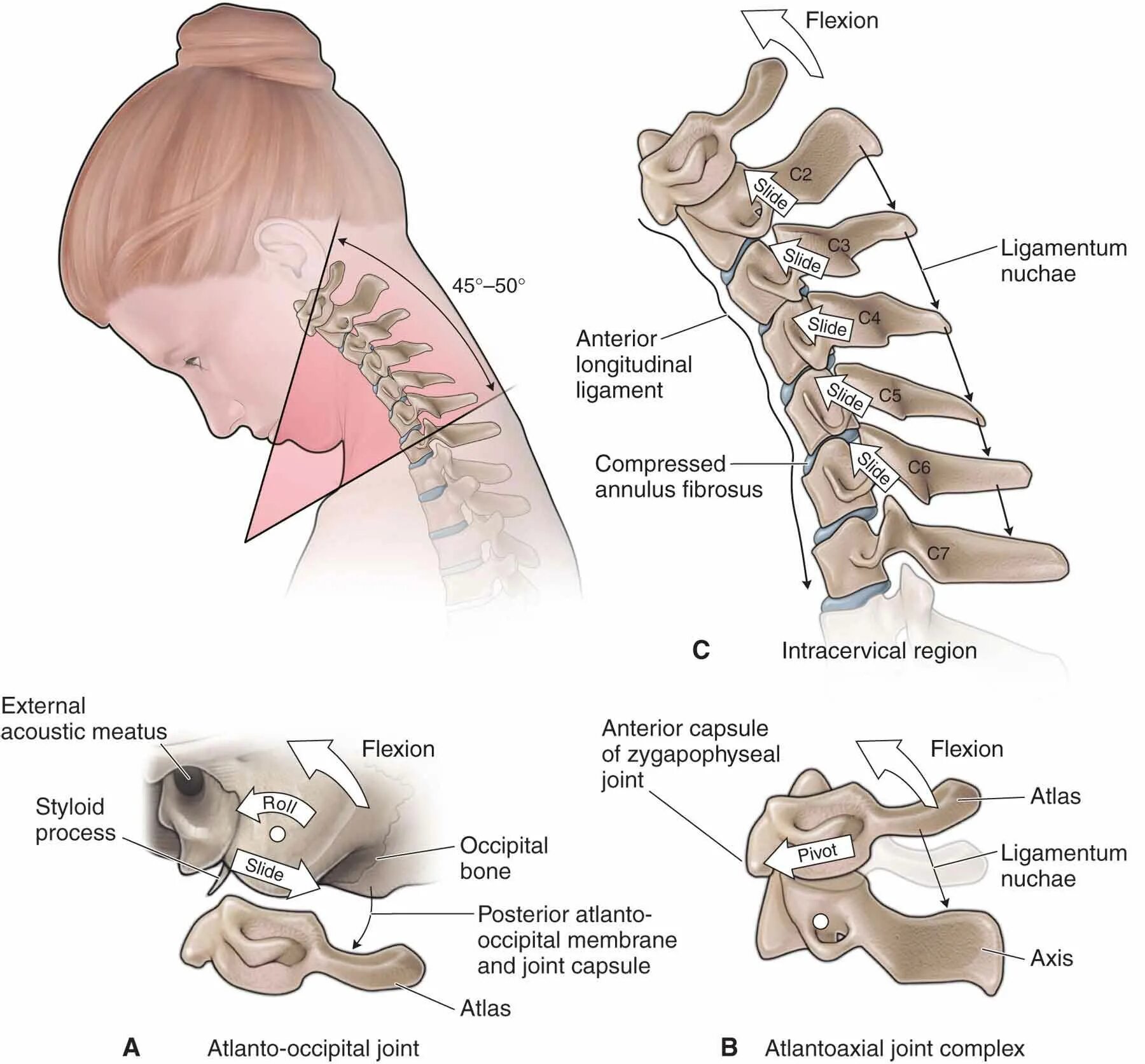 Позвонки шейного отдела фото Craniocervical Flexion Test"的 图 片 搜 索 结 果 Cervical, Thoracic vertebrae, Cervical