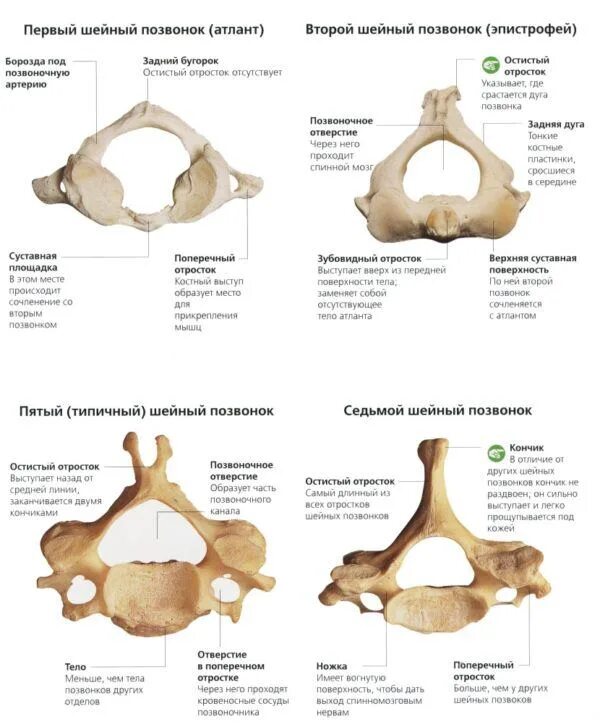 Позвонки шейного отдела по номерам на фото Морфофункциональные отличительные признаки скелета верхней и нижней конечностей.