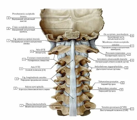 Позвонки шейного отдела по номерам на фото СИСТЕМА СОЕДИНЕНИЯ КОСТЕЙ