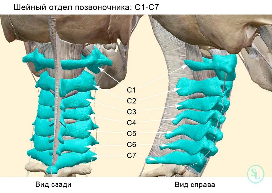 Позвонки шейного отдела по номерам на фото Грыжа шейного отдела позвоночника, виды, лечение, операция, стоимость