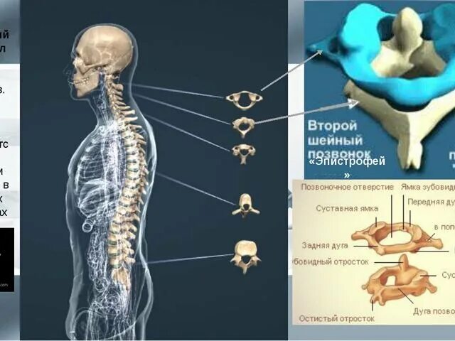 Позвонки шейного отдела позвоночника фото Боль в спине. Моя история. Не# звестный Дзен