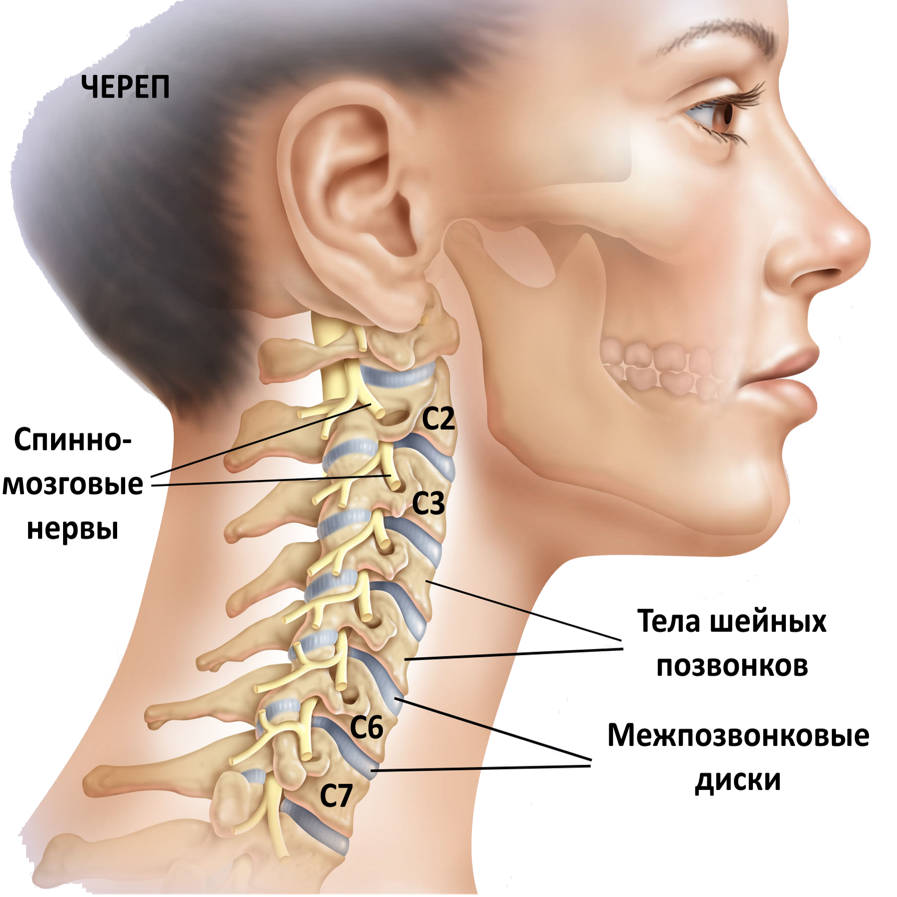 Позвонки шейного отдела позвоночника фото Шейный отдела позвоночника Аверьянов - Аверьянов Дмитрий