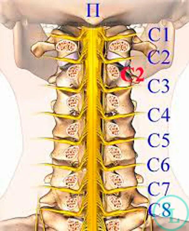 Позвонки шейного отдела позвоночника фото Стеноз позвоночного канала шейного отдела, лечние, операция, виды