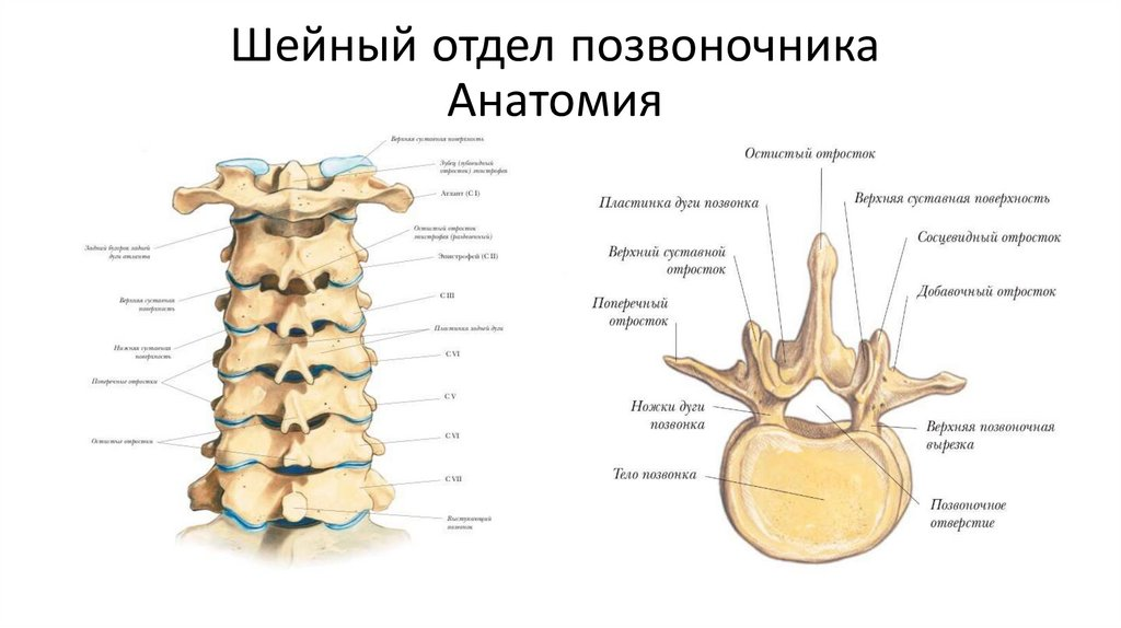 Позвонки шейного отдела позвоночника фото Боль в шее и головная боль: как они взаимосвязаны и как лечить Медицинский центр