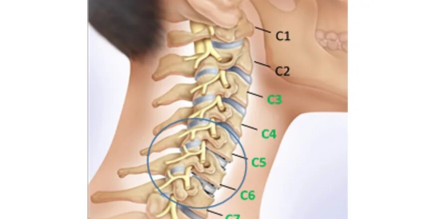 Позвонки шейного отдела позвоночника фото В шейном отделе позвоночника всегда 5 позвонков