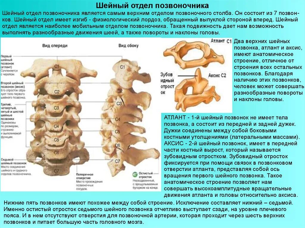 Позвонки шейного отдела позвоночника фото Картинки 7 ОСОБЕННОСТИ ШЕЙНЫХ ПОЗВОНКОВ