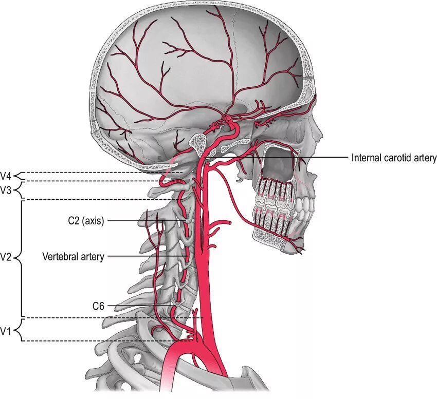 Позвоночная артерия анатомия схема расположения 2 The course of the vertebral and internal carotid arteries through the... Downl