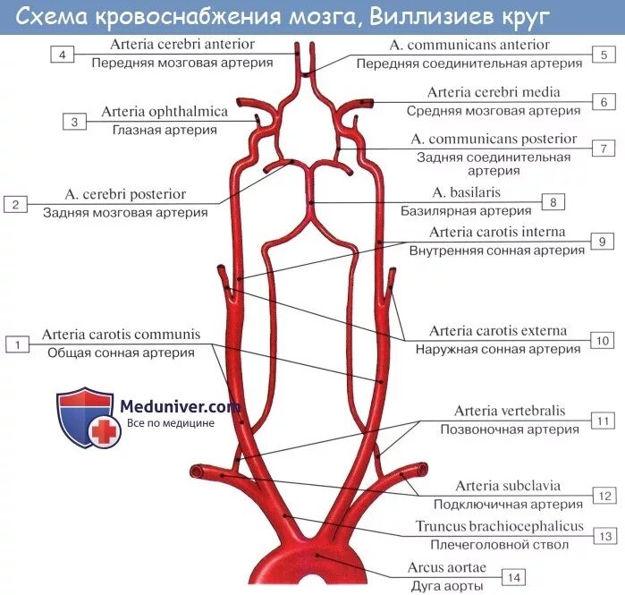 Позвоночная артерия анатомия схема расположения Анатомия: Подключичная артерия, a. subclavia. Ветви подключичной артерии: позвон