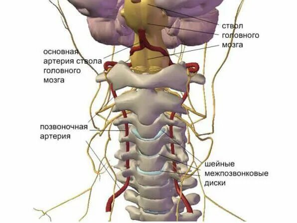 Позвоночная артерия анатомия схема расположения Якщо болить голова на потилиці - Голос українською - Україна ЄС NATO Secret, Hea