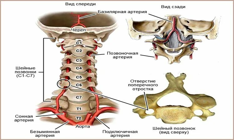 Позвоночная артерия анатомия схема расположения УЗИ сосудов шеи при частых головных болях