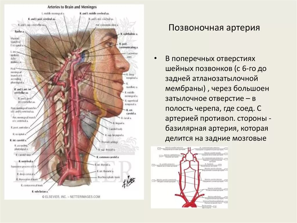 Позвоночная артерия анатомия схема расположения Позвоночная артерия проходит