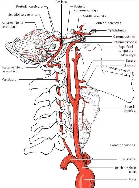 Позвоночная артерия анатомия схема расположения Duus' Topical Diagnosis in Neurology Human anatomy and physiology, Medical anato