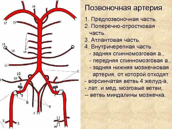 Позвоночная артерия анатомия схема расположения Картинки СЕГМЕНТЫ ПОЗВОНОЧНОЙ АРТЕРИИ СХЕМА