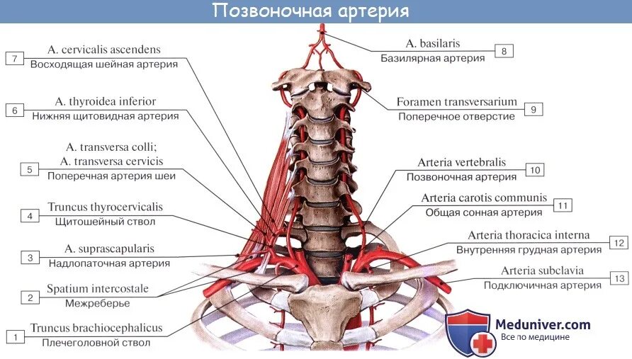 Позвоночная артерия анатомия схема расположения Анатомия: Подключичная артерия, a. subclavia. Ветви подключичной артерии: позвон