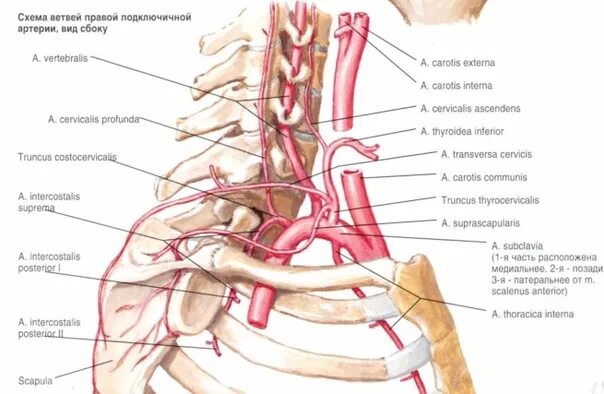 Позвоночная артерия анатомия схема расположения ЩИТО-ШЕЙНЫЙ СТВОЛ #Щитошейный_ствол (#truncus_thyrocervicalis) - ветвь первого о