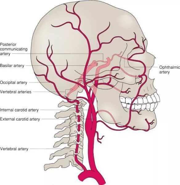 Позвоночная артерия анатомия схема расположения Vascular Surgery Basicmedical Key