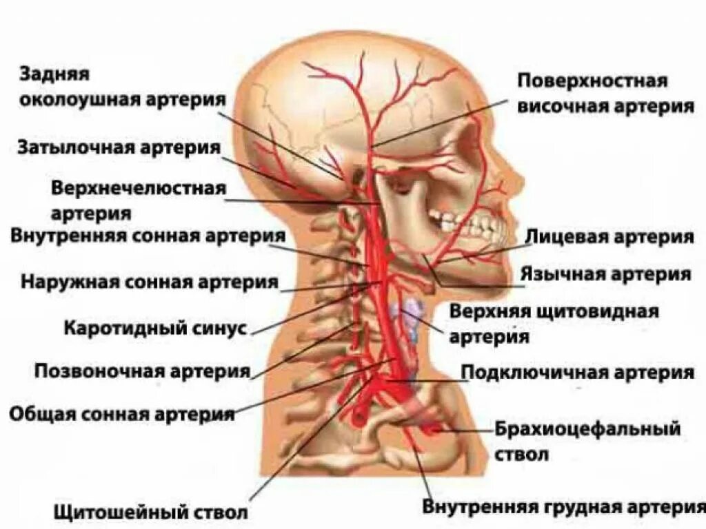 Позвоночная артерия анатомия схема расположения УЗИ сосудов шеи при частых головных болях