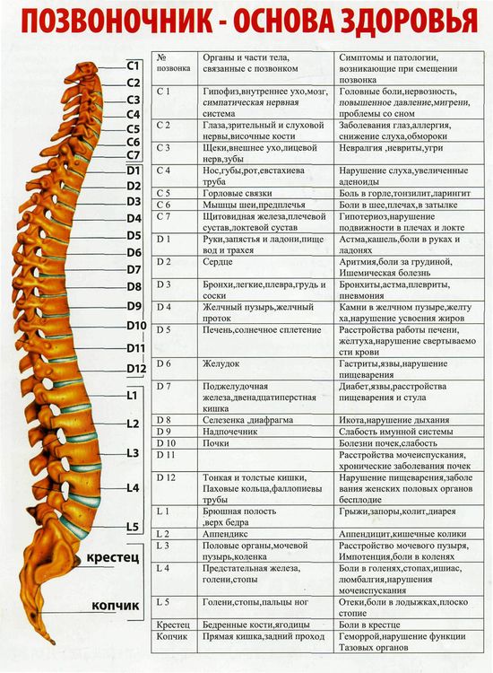 Позвоночник человека по отделам с номерами фото Olga (okolosenko59) - Profile Pinterest