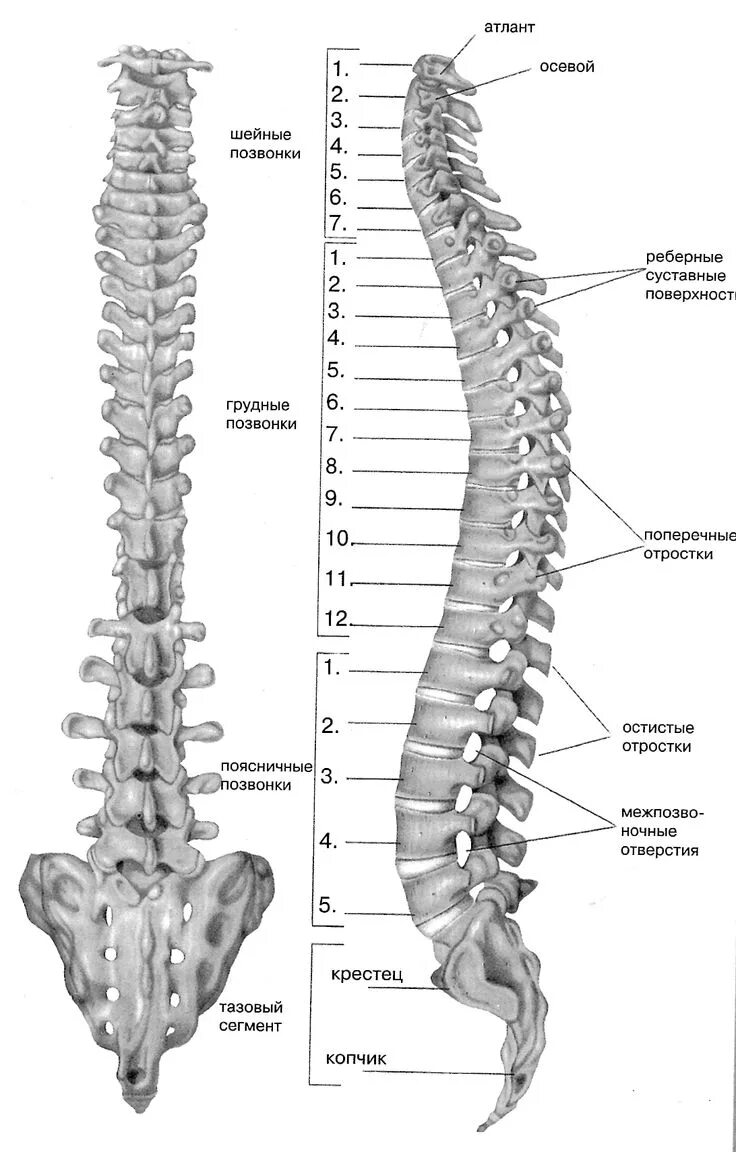 Позвоночник человека по отделам с номерами фото Позвоночник