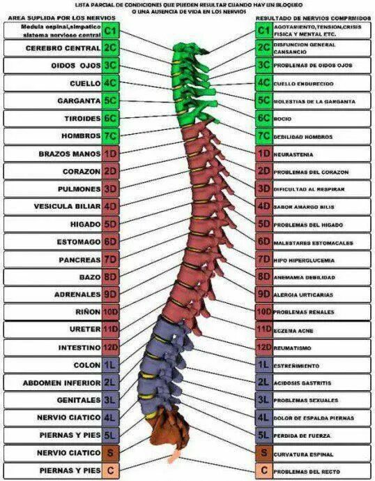 Позвоночник человека по отделам с номерами фото luis rodriguez (luis_emanuelk14) - Profile Pinterest