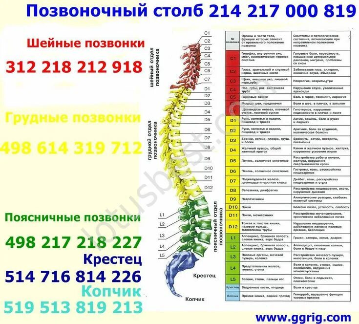 Позвоночник человека по отделам с номерами фото Позвоночный столб - Spinal column