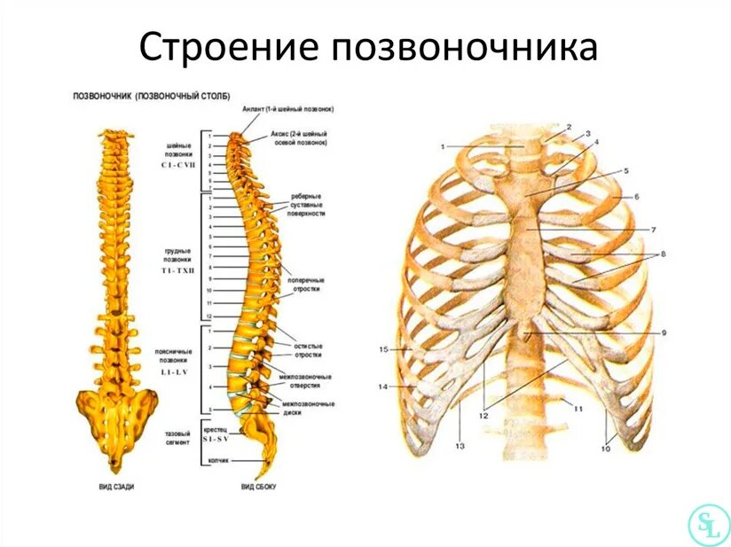 Позвоночник человека по отделам строение фото Позвоночник человека - анатомия, позвонки, изгибы и отделы