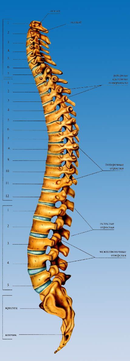 Позвоночник человека по отделам строение фото Строение позвоночника книга песка