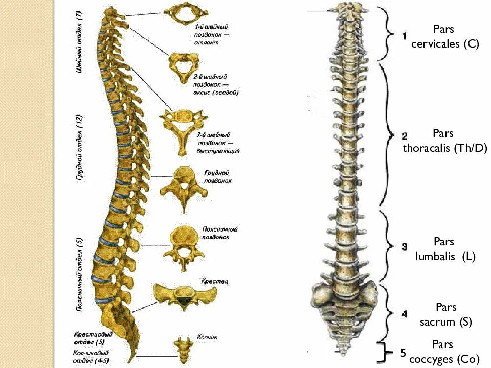 Позвоночник человека по отделам строение фото Остеология ( osteologia ) - презентация